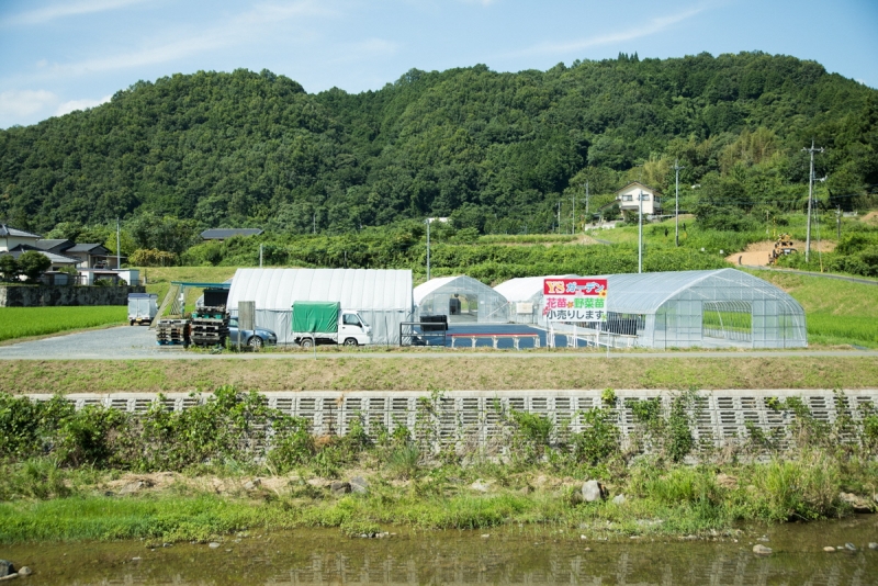 永谷さんの花壇苗圃場